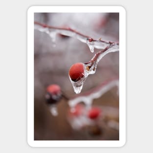 Frozen briar berries Sticker